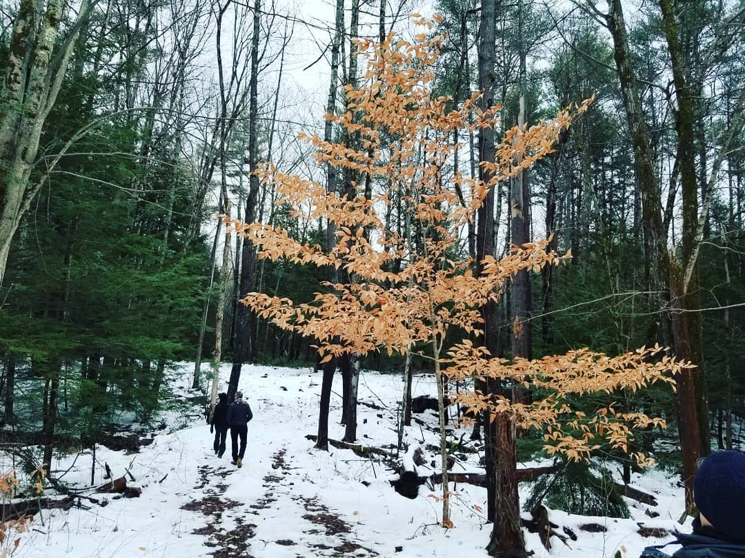 Christmas Bird Count